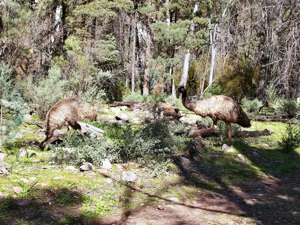 Emus in the woodland near Alligator Gorge