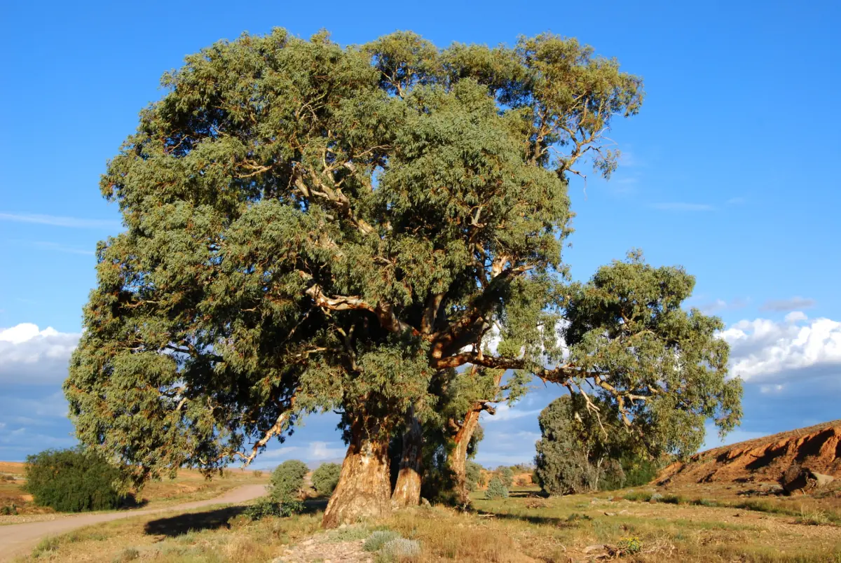 A large red gum near sunset