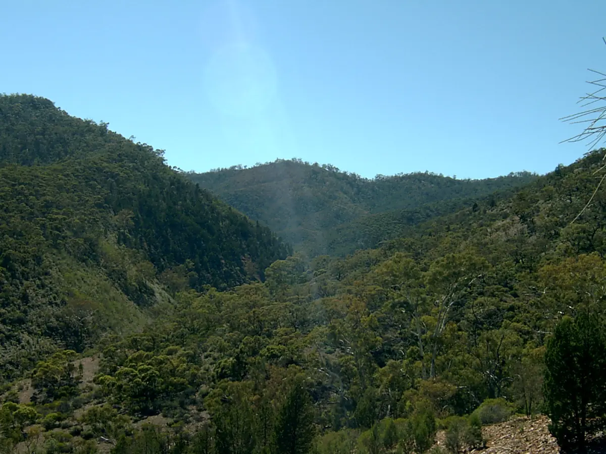 A forested valley in Mount Remarkable National Park